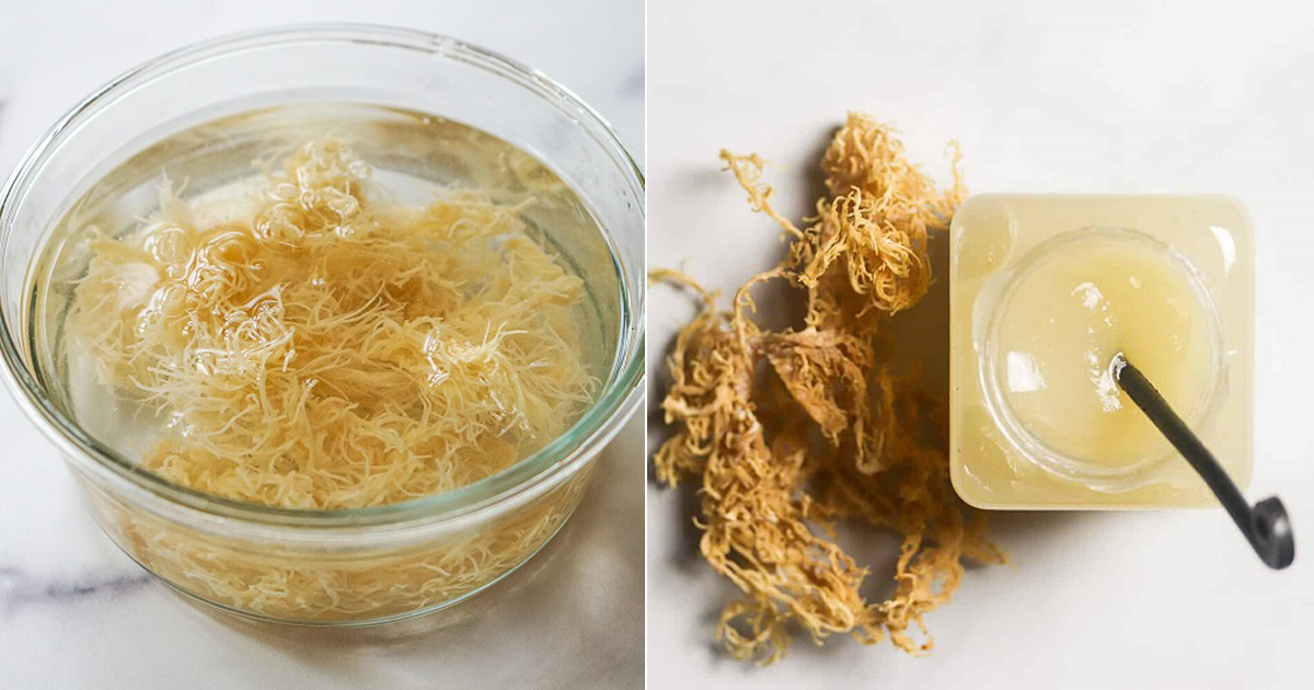 Sea Moss: Methods to Incorporate in Day To Day Life